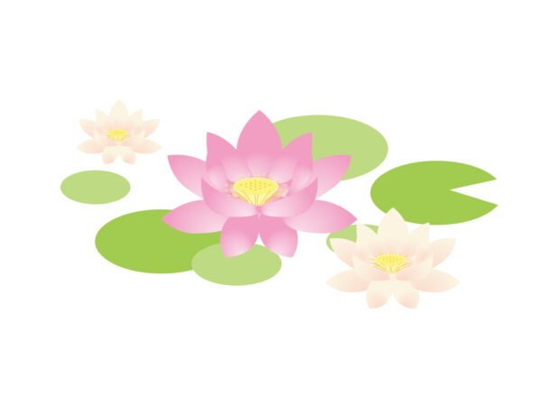 蓮
